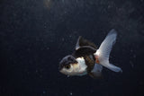 Baby Thai Oranda  Panda 3 Inch (ID#1217ToPTA-18) Free2Day SHIPPING