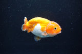 Juvenile Ranchu  Red White 3 Inch (ID#401R9b-57) Free2Day SHIPPING