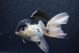 Thai Oranda  Panda 5.5 Inch (ID#1015To6c-112)