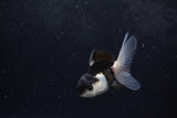 Baby Thai Oranda  Panda 3 Inch (ID#1217ToPTA-18) Free2Day SHIPPING