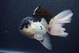 Thai Oranda  Panda 5.5 Inch (ID#1015To6c-112)