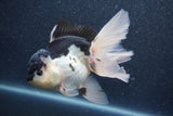 Thai Oranda  Panda 5.5 Inch (ID#1015To6c-112)