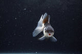 Baby Thai Oranda  Panda 3 Inch (ID#1217ToPTA-18) Free2Day SHIPPING