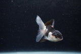 Baby Thai Oranda  Panda 3 Inch (ID#1217ToPTA-18) Free2Day SHIPPING