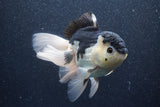 Thai Oranda  Panda 5.5 Inch (ID#1015To6c-112)