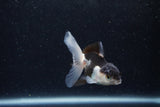 Baby Thai Oranda  Panda 3 Inch (ID#1217ToPTA-18) Free2Day SHIPPING