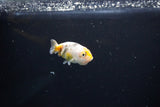 Baby Ranchu  Calico 3 Inch (ID#1108R9c-34) Free2Day SHIPPING