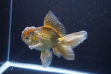 Thai Oranda  Bronze 5 Inch (ID#1008R12c-120) Free2Day SHIPPING