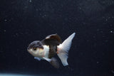 Baby Thai Oranda  Panda 3 Inch (ID#1217ToPTA-18) Free2Day SHIPPING