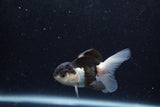 Baby Thai Oranda  Panda 3 Inch (ID#1217ToPTA-18) Free2Day SHIPPING