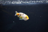 Baby Ranchu  Calico 3 Inch (ID#1108R9c-34) Free2Day SHIPPING