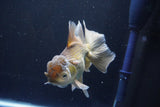 Thai Oranda  Bronze 5 Inch (ID#1008R12c-120) Free2Day SHIPPING