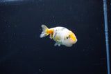 Baby Ranchu  Calico 3 Inch (ID#1108R9c-34) Free2Day SHIPPING