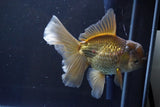 Thai Oranda  Bronze 5 Inch (ID#1008R12c-120) Free2Day SHIPPING