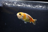 Baby Ranchu  Calico 3 Inch (ID#1108R9c-34) Free2Day SHIPPING