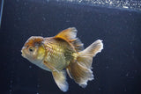 Thai Oranda  Bronze 5 Inch (ID#1008R12c-120) Free2Day SHIPPING