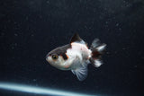 Baby Thai Oranda  Panda 3 Inch (ID#1217ToPTA-19) Free2Day SHIPPING