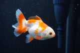 Baby Thai Oranda  Red White 3.5 Inch (ID#408TPTA-85) Free2Day SHIPPING