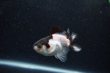 Baby Thai Oranda  Panda 3 Inch (ID#1217ToPTA-19) Free2Day SHIPPING