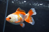 Baby Thai Oranda  Red White 3.5 Inch (ID#408TPTA-85) Free2Day SHIPPING