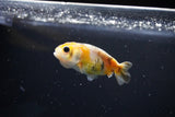 Baby Ranchu  Calico 3 Inch (ID#1108R9c-34) Free2Day SHIPPING