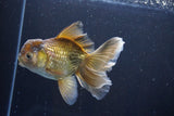 Thai Oranda  Bronze 5 Inch (ID#1008R12c-120) Free2Day SHIPPING