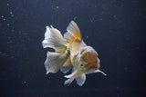 Thai Oranda  Bronze 5 Inch (ID#1008R12c-120) Free2Day SHIPPING