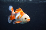 Baby Thai Oranda  Red White 3.5 Inch (ID#408TPTA-85) Free2Day SHIPPING