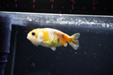 Baby Ranchu  Calico 3 Inch (ID#1108R9c-34) Free2Day SHIPPING