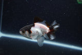 Baby Thai Oranda  Panda 3 Inch (ID#1217ToPTA-19) Free2Day SHIPPING