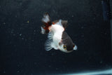 Baby Thai Oranda  Panda 3 Inch (ID#1217ToPTA-19) Free2Day SHIPPING