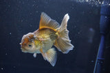 Thai Oranda  Bronze 5 Inch (ID#1008R12c-120) Free2Day SHIPPING