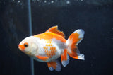 Baby Thai Oranda  Red White 3.5 Inch (ID#408TPTA-85) Free2Day SHIPPING
