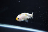 Baby Ranchu  Calico 2.5 Inch (ID#1108R9c-35) Free2Day SHIPPING