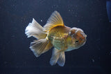 Thai Oranda  Bronze 5 Inch (ID#1008R12c-120) Free2Day SHIPPING