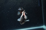 Baby Thai Oranda  Panda 3 Inch (ID#1217ToPTA-19) Free2Day SHIPPING