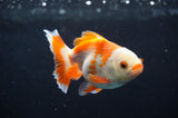 Baby Thai Oranda  Red White 3.5 Inch (ID#408TPTA-85) Free2Day SHIPPING