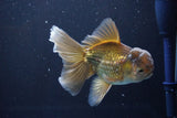 Thai Oranda  Bronze 5 Inch (ID#1008R12c-120) Free2Day SHIPPING