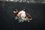 Baby Thai Oranda  Panda 3 Inch (ID#1217ToPTA-19) Free2Day SHIPPING