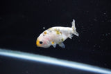 Baby Ranchu  Calico 2.5 Inch (ID#1108R9c-35) Free2Day SHIPPING