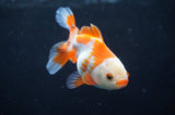 Baby Thai Oranda  Red White 3.5 Inch (ID#408TPTA-85) Free2Day SHIPPING