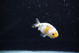 Baby Ranchu  Calico 2.5 Inch (ID#1108R9c-35) Free2Day SHIPPING