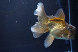 Thai Oranda  Bronze 5 Inch (ID#1008R12c-120) Free2Day SHIPPING