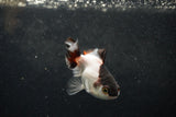 Baby Thai Oranda  Panda 3 Inch (ID#1217ToPTA-19) Free2Day SHIPPING