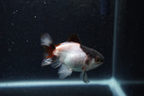 Baby Thai Oranda  Panda 3 Inch (ID#1217ToPTA-19) Free2Day SHIPPING