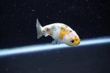 Baby Ranchu  Calico 2.5 Inch (ID#1108R9c-35) Free2Day SHIPPING