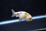 Baby Ranchu  Calico 2.5 Inch (ID#1108R9c-35) Free2Day SHIPPING