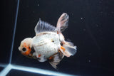 Thai Oranda  Tricolor 6.5 Inch (ID#1008R12c-121) Free2Day SHIPPING