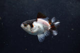 Baby Thai Oranda  Panda 3 Inch (ID#1217ToPTA-19) Free2Day SHIPPING