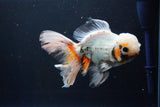 Thai Oranda  Tricolor 6.5 Inch (ID#1008R12c-121) Free2Day SHIPPING